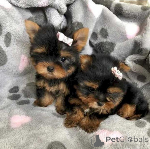 Foto №1. malteser, yorkshire terrier - zum Verkauf in der Stadt Торонто | 638€ | Ankündigung № 141166