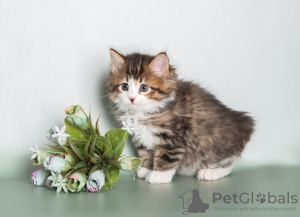 Zusätzliche Fotos: Kurilen-Bobtail-Kätzchen zu verkaufen