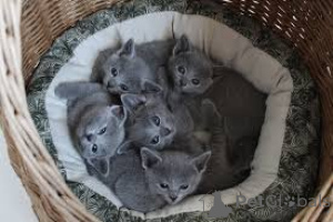 Foto №1. russisch blau - zum Verkauf in der Stadt Brüssel | 580€ | Ankündigung № 164251