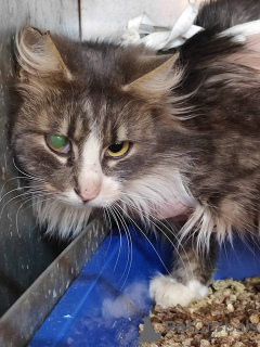 Foto №1.  - zum Verkauf in der Stadt Minsk | Frei | Ankündigung № 166210