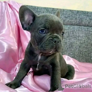 Foto №3. Alle stehen zur Adoption zur Verfügung. Schreiben Sie mir direkt eine Nachricht. Australien