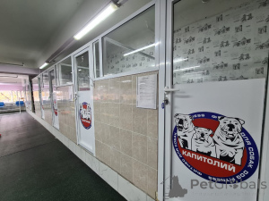 Foto №3. Hotel von Hunden in Russische Föderation