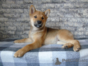 Foto №3. Shiba Inu (Shiba Inu) Welpen. Ukraine