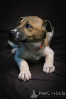 Foto №4. Ich werde verkaufen mischlingshund in der Stadt Москва. quotient 	ankündigung - preis - Frei