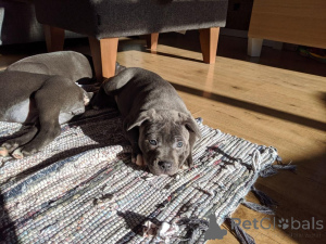 Foto №2 zu Ankündigung № 135292 zu verkaufen  - einkaufen Tschechische Republik 