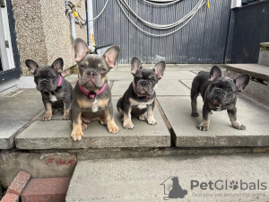 Foto №3. Bulldogge Welpen zu verkaufen. Deutschland