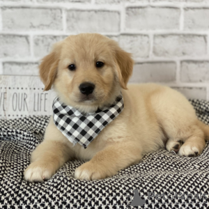 Foto №3. Wunderschöne Golden Retriever-Welpen. USA