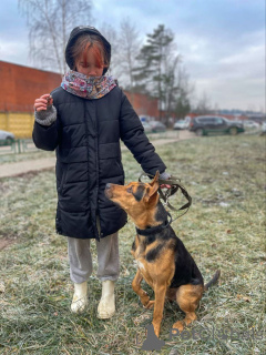 Foto №4. Ich werde verkaufen mischlingshund in der Stadt Moskwa. quotient 	ankündigung - preis - Frei