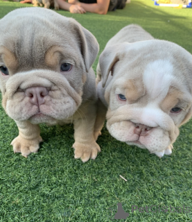 Foto №1. englische bulldogge - zum Verkauf in der Stadt Rom | 2500€ | Ankündigung № 141308