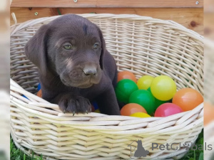 Foto №2 zu Ankündigung № 136936 zu verkaufen labrador retriever - einkaufen Deutschland 