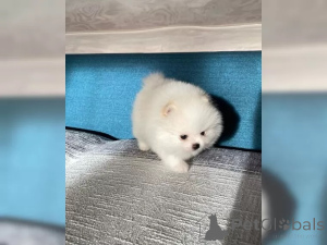 Foto №3. Süßen Pomeranian Zwergspitz Welpen. Deutschland