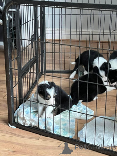 Foto №4. Ich werde verkaufen border collie in der Stadt Arrondissement de Berchtesgaden-Campagne. quotient 	ankündigung, züchter - preis - 325€