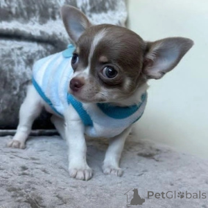 Foto №1. chihuahua - zum Verkauf in der Stadt Nürnberg | verhandelt | Ankündigung № 152847