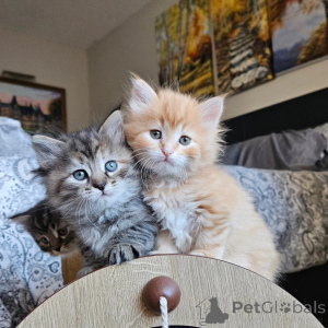 Foto №1. sibirische katze - zum Verkauf in der Stadt Bois Kolomb | 470€ | Ankündigung № 171846