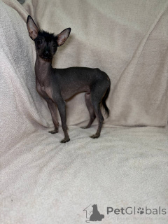 Foto №4. Ich werde verkaufen xoloitzcuintle in der Stadt Minsk. züchter - preis - 391€