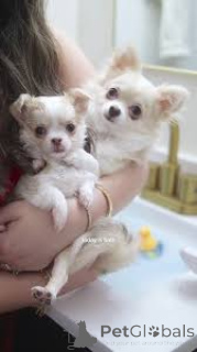 Foto №1. chihuahua - zum Verkauf in der Stadt Mailand | 700€ | Ankündigung № 165792