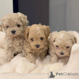 Foto №1. maltipu - zum Verkauf in der Stadt Dijon | verhandelt | Ankündigung № 167213