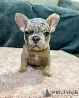 Foto №3. Franse Bulldogs Welpen. Belgien
