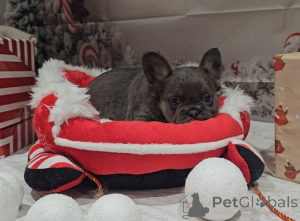 Foto №4. Ich werde verkaufen  in der Stadt Albert Park.  - preis - 339€