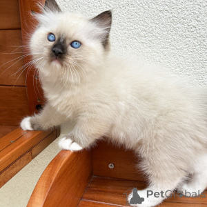 Foto №1. ragdoll-katze - zum Verkauf in der Stadt Prag | verhandelt | Ankündigung № 171357