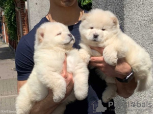 Foto №1. chow-chow - zum Verkauf in der Stadt Vienna | verhandelt | Ankündigung № 77598