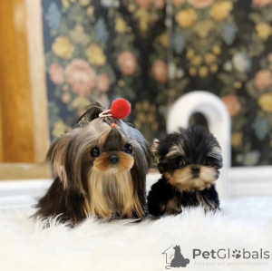 Foto №2 zu Ankündigung № 158875 zu verkaufen mischlingshund - einkaufen USA quotient 	ankündigung, vom kindergarten