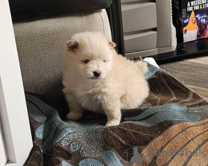 Foto №1. pommersche spitz - zum Verkauf in der Stadt Antwerpen | 250€ | Ankündigung № 161432