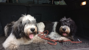 Foto №4. Ich werde verkaufen  in der Stadt Chotomów. quotient 	ankündigung - preis - 1400€