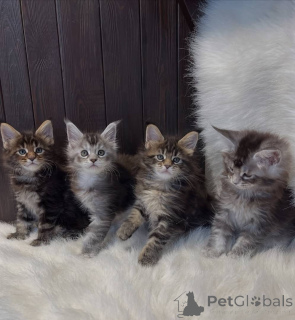 Foto №2 zu Ankündigung № 161196 zu verkaufen maine-coon-katze - einkaufen USA züchter