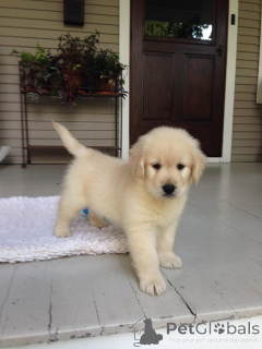 Foto №2 zu Ankündigung № 168392 zu verkaufen golden retriever - einkaufen Deutschland züchter