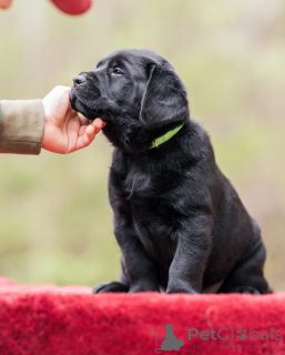 Foto №2 zu Ankündigung № 160259 zu verkaufen labrador retriever - einkaufen Großbritannien quotient 	ankündigung