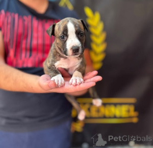 Foto №1. amerikanischer staffordshire terrier - zum Verkauf in der Stadt Obrenovac | verhandelt | Ankündigung № 177661