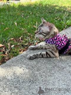 Foto №1. bengal katzenrasse - zum Verkauf in der Stadt Basel | 750€ | Ankündigung № 152642