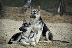 Foto №2 zu Ankündigung № 2891 zu verkaufen osteuropäischer schäferhund, chinesischer schopfhund - einkaufen Russische Föderation vom kindergarten