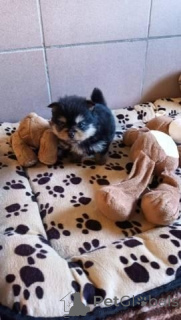 Foto №1. chihuahua - zum Verkauf in der Stadt Dresden | verhandelt | Ankündigung № 164307