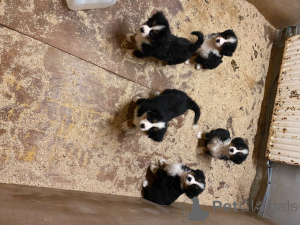Foto №2 zu Ankündigung № 176159 zu verkaufen berner sennenhund - einkaufen Spanien quotient 	ankündigung