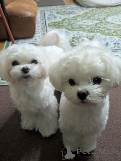 Foto №3. Bezaubernde Malteserwelpen suchen ein liebevolles Zuhause. Österreich