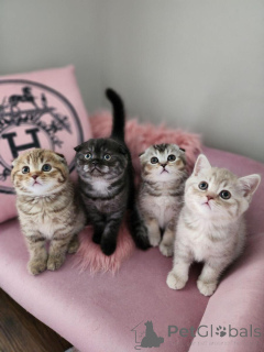 Foto №2 zu Ankündigung № 156682 zu verkaufen schottische faltohrkatze - einkaufen Belgien 
