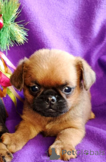 Foto №1. petit brabançon - zum Verkauf in der Stadt Moskwa | 431€ | Ankündigung № 163431