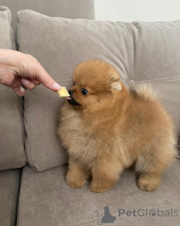 Foto №3. Reinrassige Pomeranian-Welpen mit verspieltem Charakter!. Deutschland