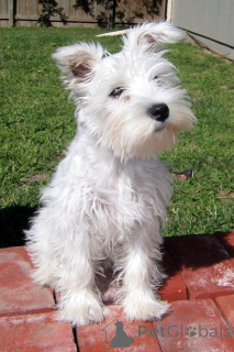 Foto №4. Ich werde verkaufen schnauzer in der Stadt Rotterdam. quotient 	ankündigung, züchter - preis - 700€