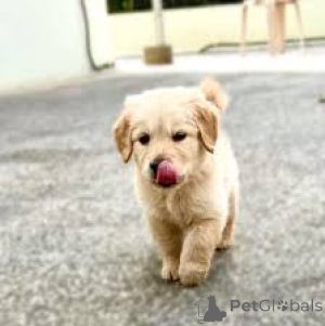 Foto №4. Ich werde verkaufen golden retriever in der Stadt Paris. quotient 	ankündigung, züchter - preis - 1000€