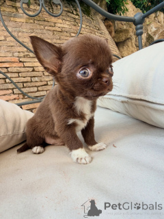 Foto №4. Ich werde verkaufen chihuahua in der Stadt Lyon. züchter - preis - verhandelt