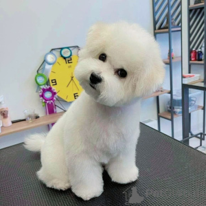 Foto №1. bichon frisé - zum Verkauf in der Stadt Copenhague | 2500€ | Ankündigung № 20866