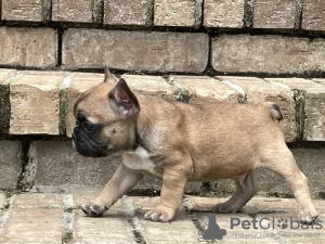 Foto №1. französische bulldogge - zum Verkauf in der Stadt Uzwil | Frei | Ankündigung № 129261