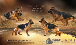 Foto №1. deutscher schäferhund - zum Verkauf in der Stadt Москва | 774€ | Ankündigung № 8867