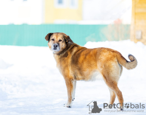 Foto №4. Ich werde verkaufen mischlingshund in der Stadt Москва. quotient 	ankündigung - preis - Frei