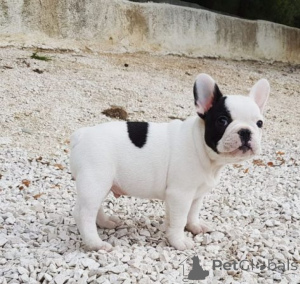 Foto №1. französische bulldogge - zum Verkauf in der Stadt Malaga | verhandelt | Ankündigung № 169909
