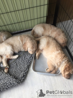 Foto №3. 2 getestete Golden Retriever-Welpen jetzt verfügbar. Deutschland