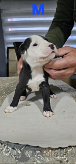 Foto №2 zu Ankündigung № 138758 zu verkaufen american pit bull terrier - einkaufen Serbien 